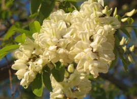 flowers of the robinia pseudoacacia tree
